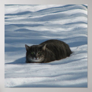 SNÖ CAT POSTER