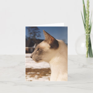 Snö Cat - Siamesisk blå punktprofil Kort