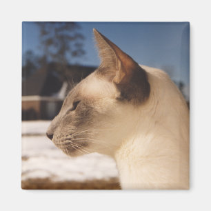 Snö Cat - Siamesisk blå punktprofil Magnet