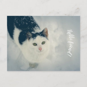Snö cat vykort