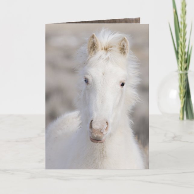 Snö Colt Vild Horse Greeting Card Kort (Framsida)