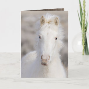 Snö Colt Vild Horse Greeting Card Kort