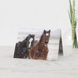 Snö Colts Vild Horse Greeting Card Kort