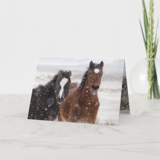 Snö Colts Vild Horse Greeting Card Kort (Framsida)