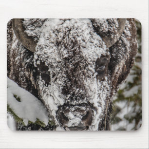 Snö Covered Bison Grand Teton Musmatta