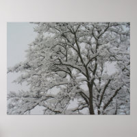 Snö Covered Oak Träd Poster