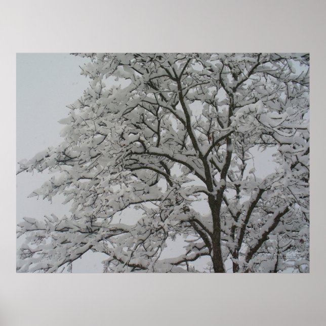 Snö Covered Oak Träd Poster (Framsidan)