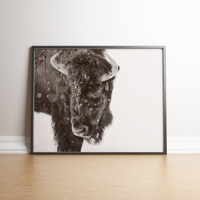 Snö-dammad American Bison Poster (Snow-dusted American Bison Farmhouse Poster in a black wooden frame.)