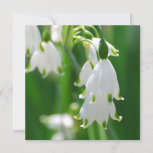 Snö Drop Lily