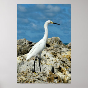 Snö Egret på Sten Poster