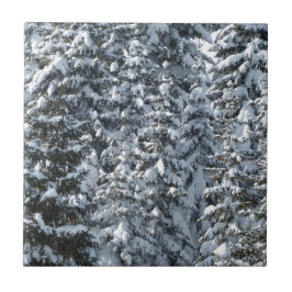 Snö Fir Träd Struktur Kakelplatta