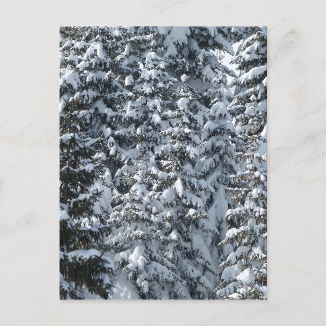 Snö Fir Träd Struktur Vykort (Framsida)