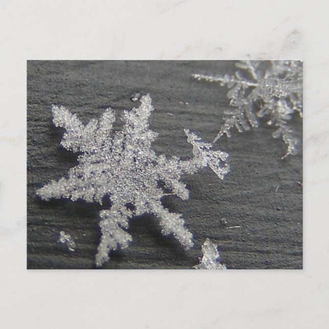 Snö Flake 45 ~ vykort (Framsida)