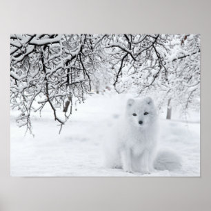 Snö Fox i Winter Skogen Poster
