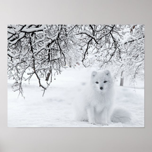 Snö Fox i Winter Skogen Poster (Framsidan)