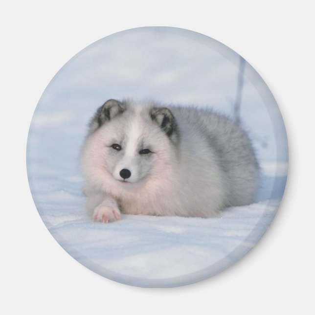 Snö Fox Magnet (Framsidan)
