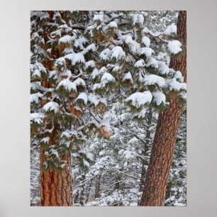 Snö fyller dammarna i Poderosa gräs träd Poster