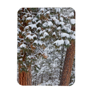 Snö fyller grenarna på ponderosa tallar magnet