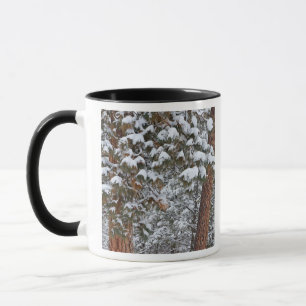Snö fyller grenarna på ponderosa tallar mugg