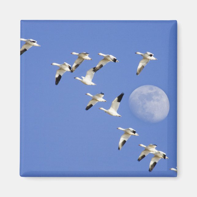 Snö-gäss tar flyget från Freezeout Sjö NWR Magnet (Framsidan)