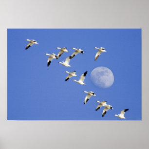 Snö-gäss tar flyget från Freezeout Sjö NWR Poster
