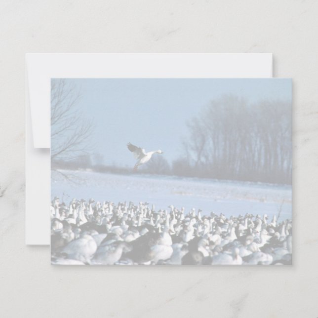 Snö Geese (Framsida)