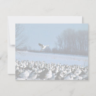 Snö Geese