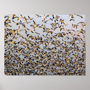 Snö Geese i berget Vernon Poster