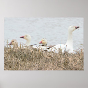 Snö Geese Poster