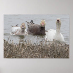 Snö Geese Poster