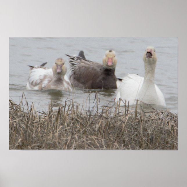 Snö Geese Poster (Framsidan)