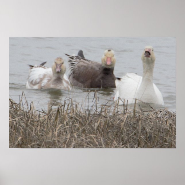 Snö Geese Poster (Framsidan)