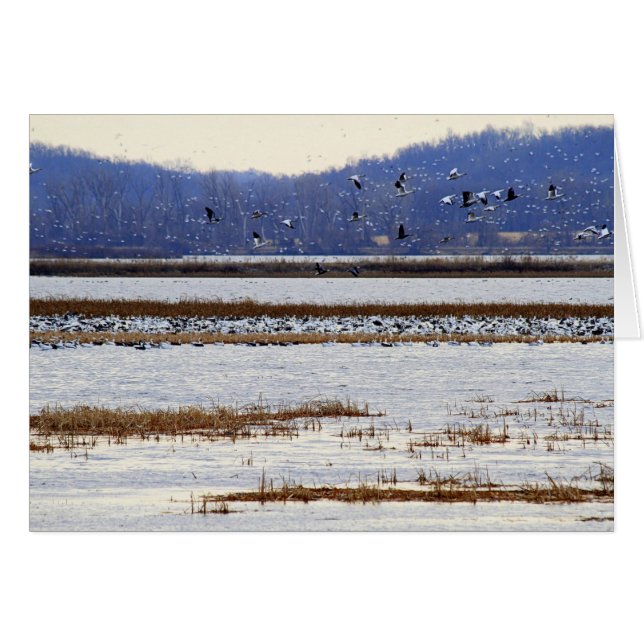 Snö Geese vid Sunrise på Squaw Bäck Wildlife Hälsningskort (Framsidan Horizontal)