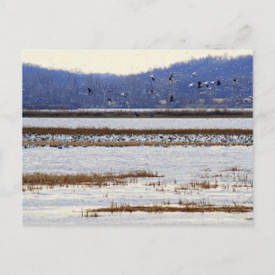 Snö Geese vid Sunrise, vykort för refusionsvätska,