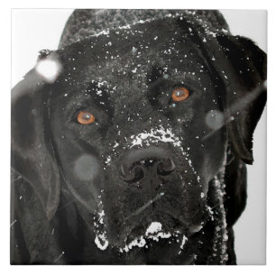 Snö Globe - Snö Hund - Black Labrador Kakelplatta