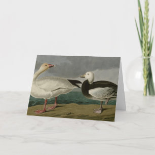 Snö Goose från Audubon's Birds of America Kort