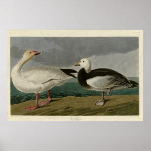Snö Goose från Audubon's Birds of America Poster