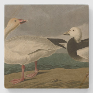 Snö Goose från Audubon's Birds of America Stenunderlägg