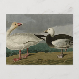 Snö Goose från Audubon's Birds of America Vykort