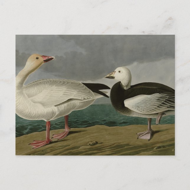 Snö Goose från Audubon's Birds of America Vykort (Framsida)
