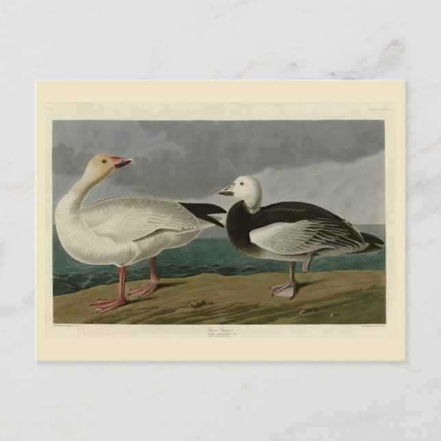 Snö Goose från Audubon's Birds of America Vykort (Framsida)