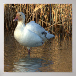 Snö Goose Poster
