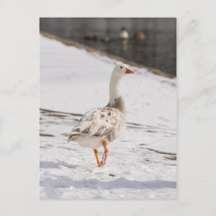 Snö Goose Strut Vykort