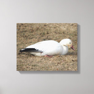 Snö Goose Wrapped Canvas
