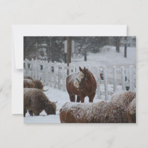 Snö Horse, God jul! Julkort