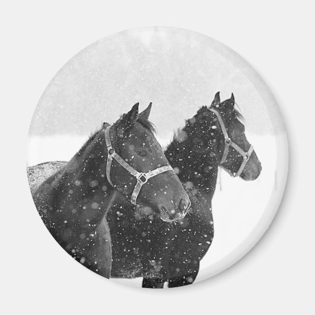 Snö Horses Magnet (Framsidan)