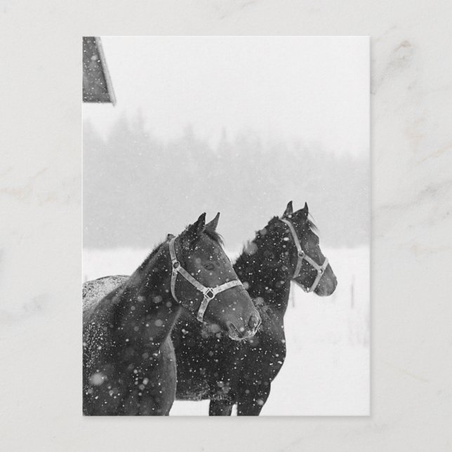 Snö Horses Vykort (Framsida)