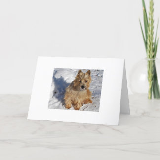Snö Hund Helgkort