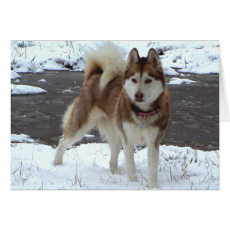 Snö Husky Hälsningskort