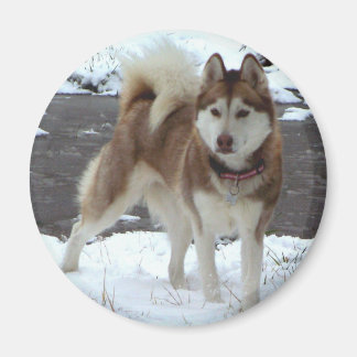 Snö Husky Magnet